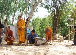 Monks and helpers try to stretch out the long serpent in order to measure it.